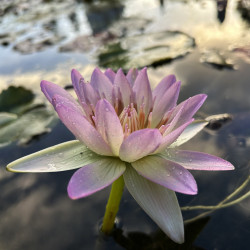 Nymphaea 'Southern Charm', nénuphar tropical diurne