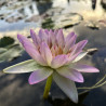 Nymphaea 'Southern Charm', nénuphar tropical diurne