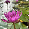 Nymphaea 'Ruby', nénuphar tropical diurne