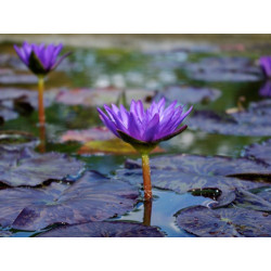 Nymphaea 'Star of Zanzibar', nénuphar tropical diurne