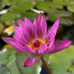 Nymphaea 'Ruby', nénuphar tropical diurne