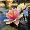 Nymphaea 'Comanche', nénuphar rustique couleur cuivre