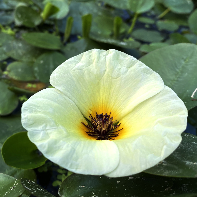 Hydrocleys nymphoïdes, plante aquatique oxygénante