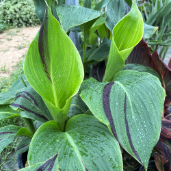 Canna glauca  'Erebus' (Balisier, Canna aquatique), plante aquatique émergente