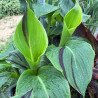 Canna glauca  'Erebus' (Balisier, Canna aquatique), plante aquatique émergente