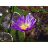 Nymphaea 'Star of Zanzibar', nénuphar tropical diurne