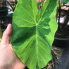 Colocasia esculenta (Oreille déléphant), plante aquatique émergente