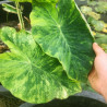 Colocasia esculenta (Oreille déléphant), plante aquatique émergente