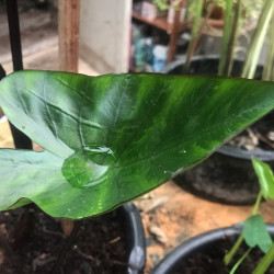 Colocasia esculenta (Oreille déléphant), plante aquatique émergente