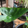Colocasia esculenta (Oreille déléphant), plante aquatique émergente