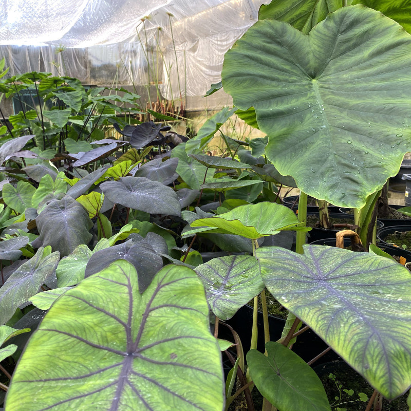 Colocasia 'Madeira', plante aquatique de berge