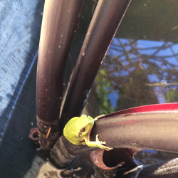 Colocasia esculenta (Oreille d'éléphant), plante aquatique émergente