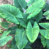 Alocasia odora, plante aquatique de berge