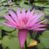 Nymphaea pink capensis, nénuphar tropical diurne