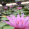 Nymphaea pink capensis, nénuphar tropical diurne