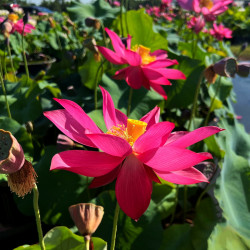 Nelumbo 'Zhong Guo Hong Beijing', lotus rouge