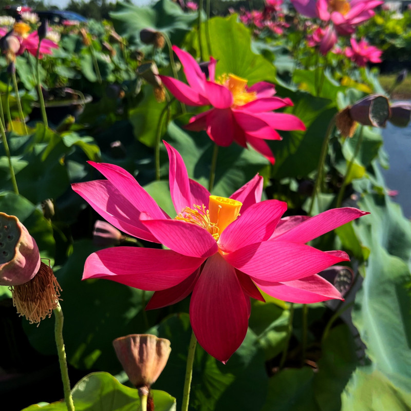 Nelumbo 'Zhong Guo Hong Beijing', lotus rouge