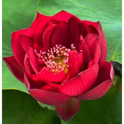 Nelumbo 'Chu Chu' (petit), lotus rouge