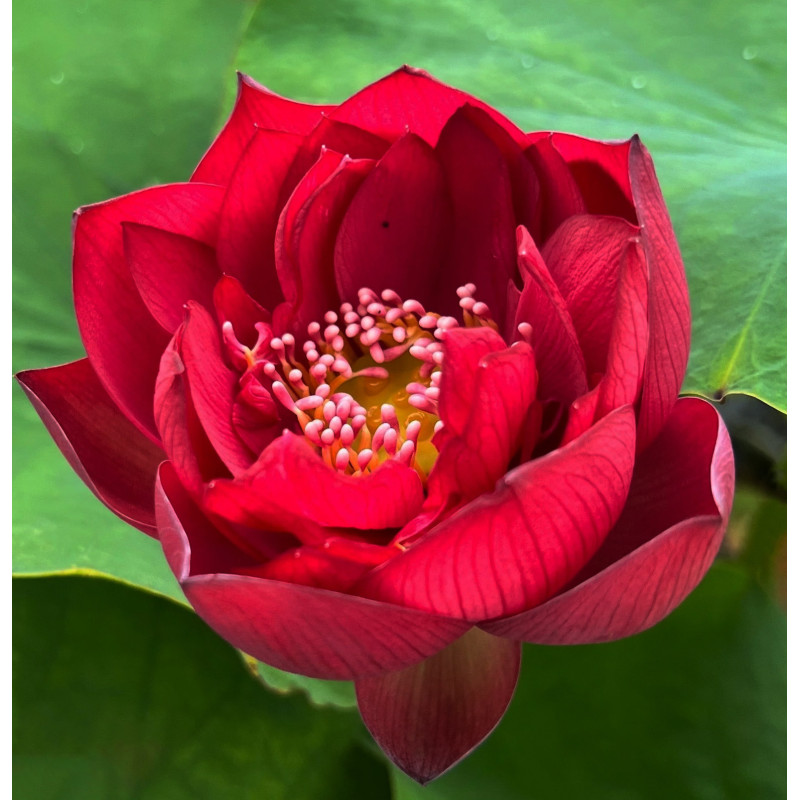 Nelumbo 'Chu Chu' (petit), lotus rouge