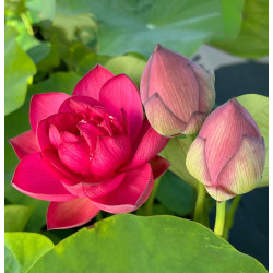 Nelumbo 'Chu Chu' (petit), lotus rouge