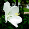 Hibiscus coccineus alba