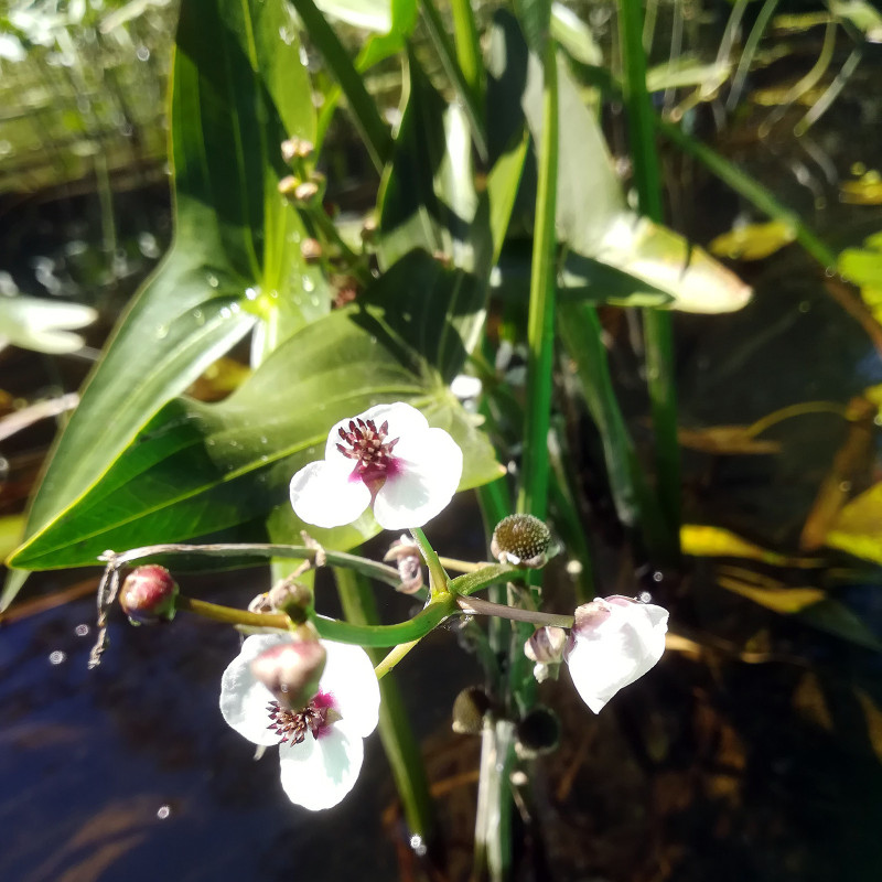 Sagittaria sagittifolia (Flèche d'eau), plante aquatique émergente