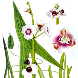 Sagittaria sagittifolia (Flèche d'eau), plante aquatique émergente