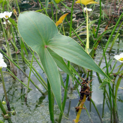 Sagittaria Sagittifolia 'Flore Pleno' (Flèche d'eau), plante aquatique émergente