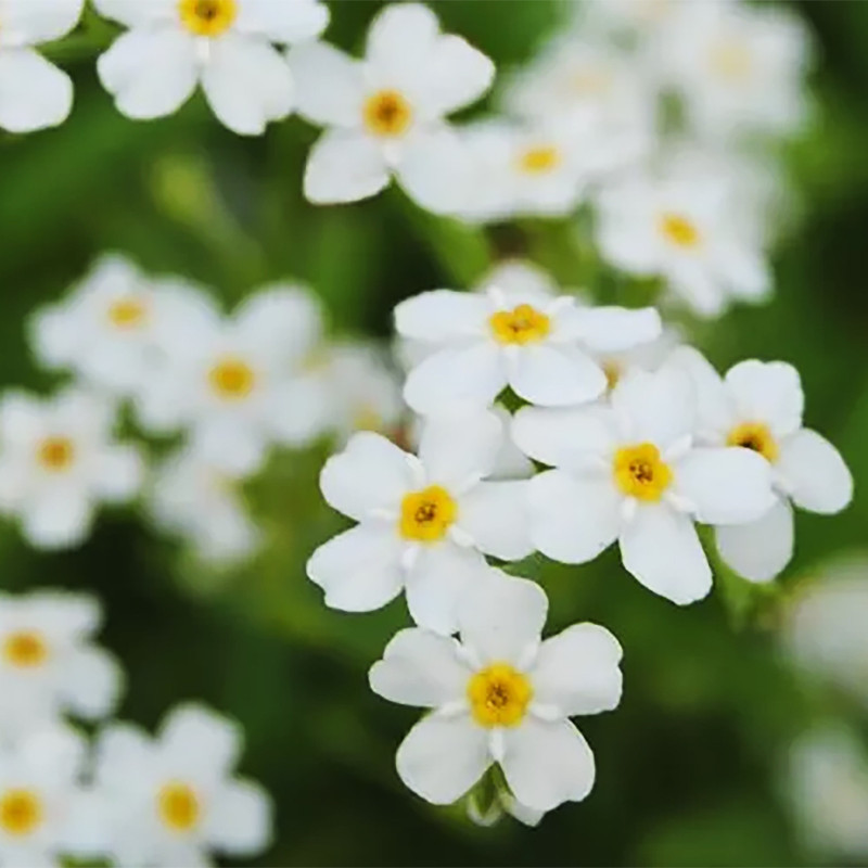 Myosotis palustris alba, plante aquatique de berge