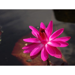 Nymphaea 'Red Flare' - nénuphar nocturne