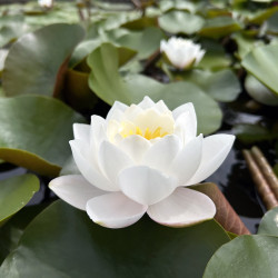 Nymphaea 'Siam Jasmine', nénuphar blanc rustique
