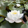 Nymphaea 'Siam Jasmine', nénuphar blanc rustique
