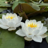 Nymphaea 'Siam Jasmine', nénuphar blanc rustique