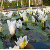 Aponogeton Dystachios (Vanille d'eau)