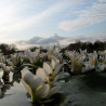 Aponogeton Dystachios (Vanille d'eau)