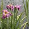 Iris Louisiane 'Jack Attack', plante aquatique de berge