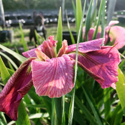 Iris Louisiane 'Jack Attack', plante aquatique de berge