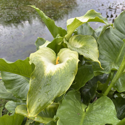 Zantedeschia 'Green Goddess' (Calla verte), plante aquatique de berge