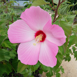 Hibiscus moscheutos - hibiscus des marais