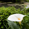 Zantedeschia Aethiopica (Calla), plante aquatique de berge Zantedeschia Aethiopica (Calla), plante aquatique de berge