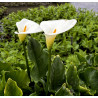 Zantedeschia Aethiopica (Calla), plante aquatique de berge Zantedeschia Aethiopica (Calla), plante aquatique de berge