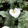 Zantedeschia Aethiopica (Calla), plante aquatique de berge Zantedeschia Aethiopica (Calla), plante aquatique de berge