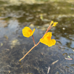 Utricularia Vulgaris (Utriculaire), plante aquatique oxygénante