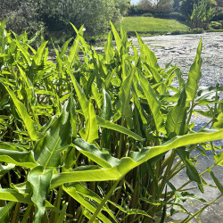 Peltandra virginica (Arum de Virginie), plante aquatique émergente