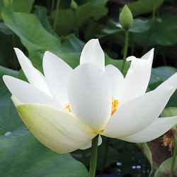 Nelumbo 'Angel Wings', lotus blanc