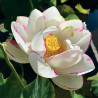 Nelumbo 'Alba Striata', lotus blanc