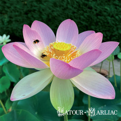 Nelumbo Nucifera (espèce), Syn. Lotus sacré, lotus rose pale