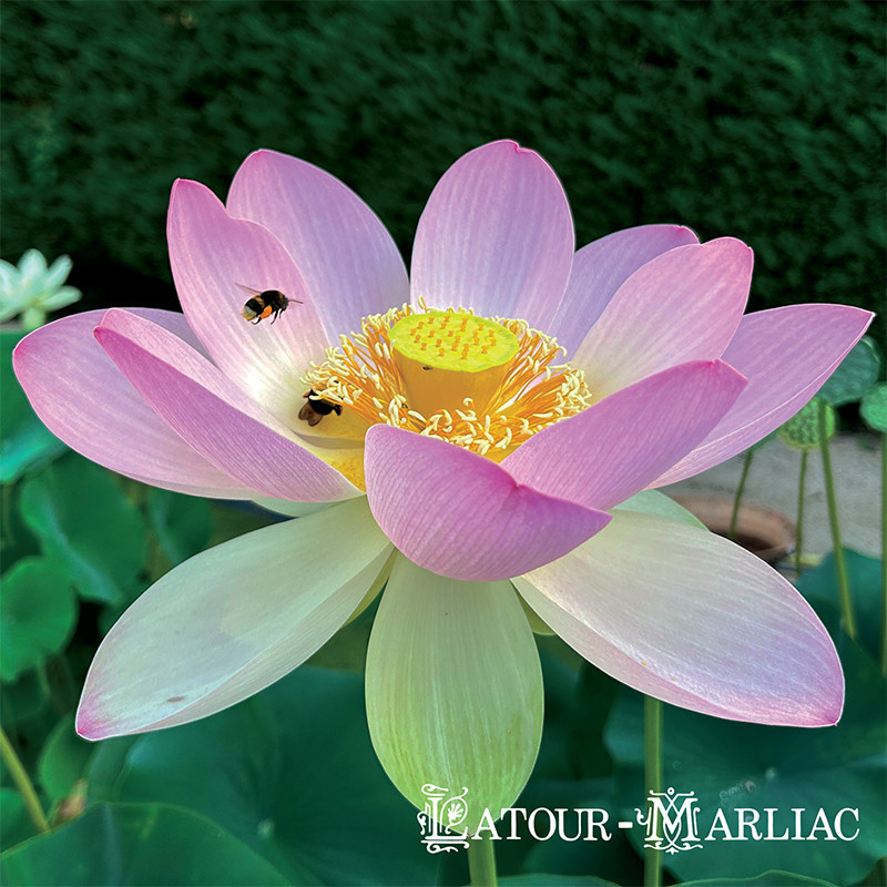 Nelumbo Nucifera (espèce), Syn. Lotus sacré, lotus rose pale