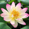 Nelumbo 'Princess Abby of Ten-Mile Creek', lotus rose pale