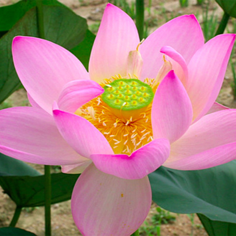 Nelumbo 'Suck-Kyung', lotus rose classique